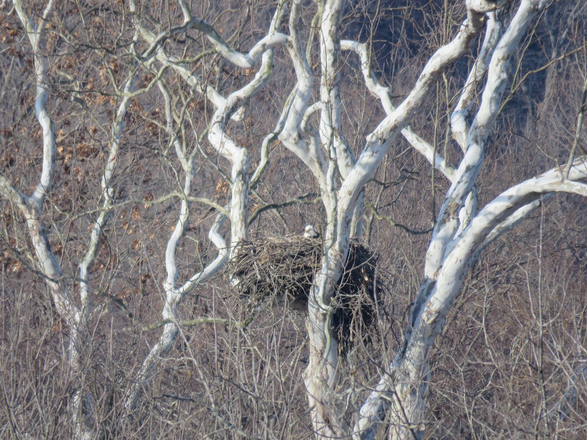 Bald Eagle - ML24794541