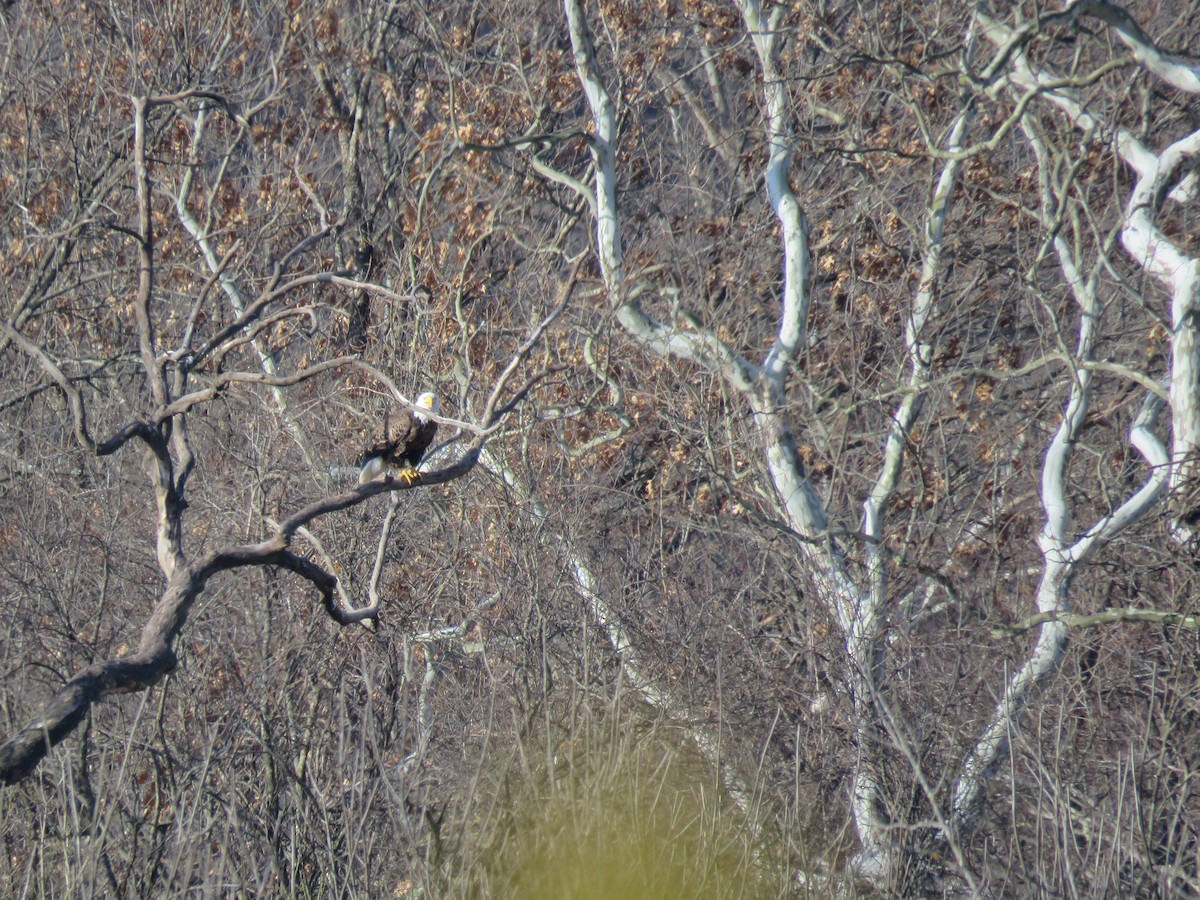 Bald Eagle - ML24794551