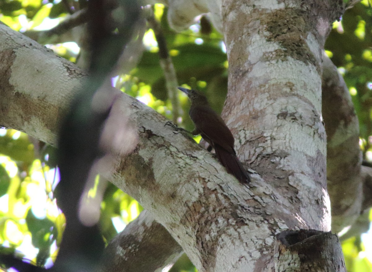 Hoffmanns's Woodcreeper - ML247945551