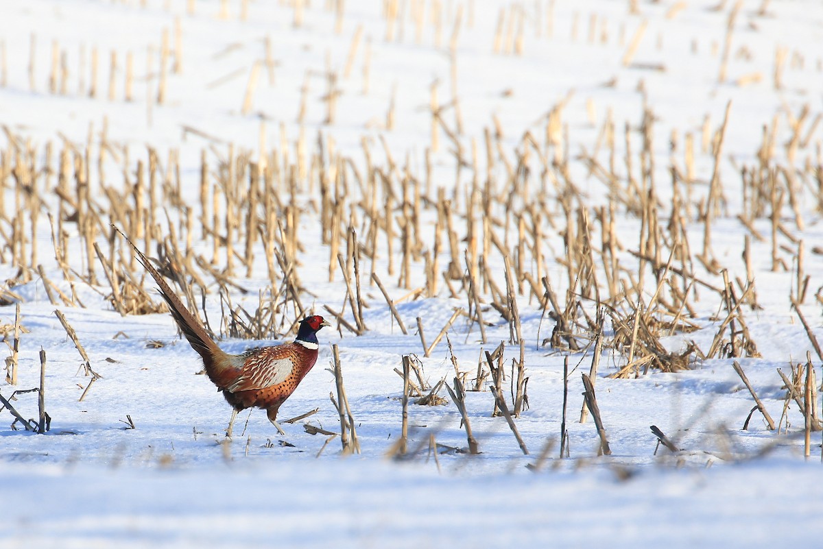 Ring-necked Pheasant - Tim Lenz
