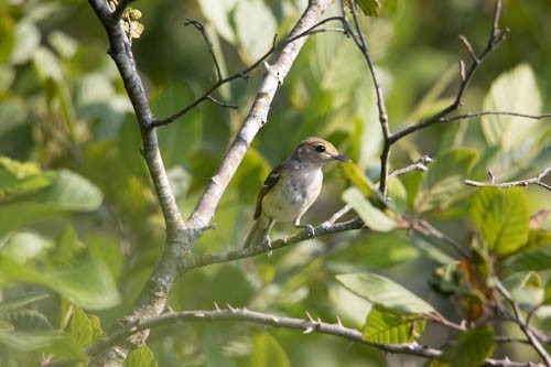 Viréo aux yeux blancs - ML247946031