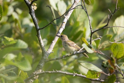Viréo aux yeux blancs - ML247946041