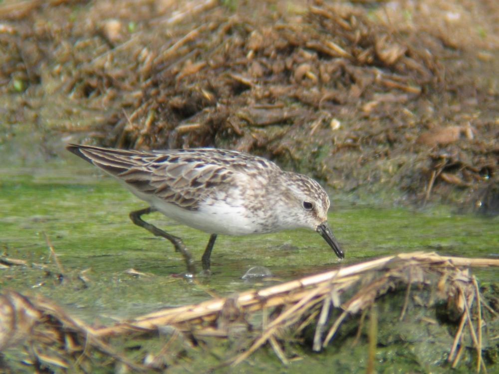 Semipalmated Sandpiper - ML24794711