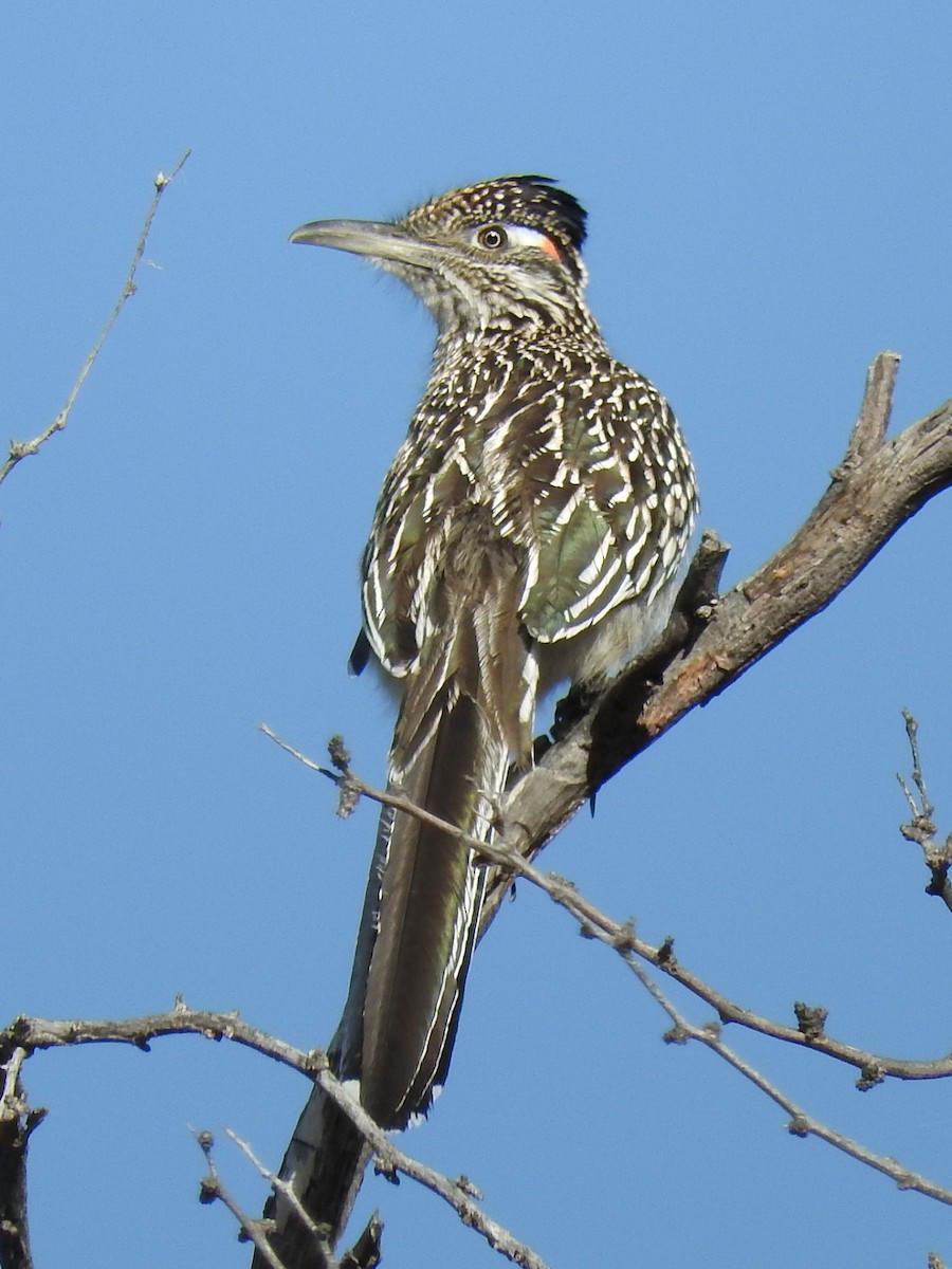 Greater Roadrunner - ML24794731