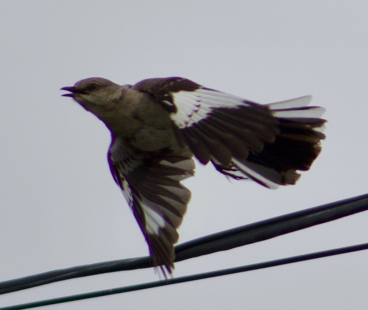 Northern Mockingbird - Cheryl Davis