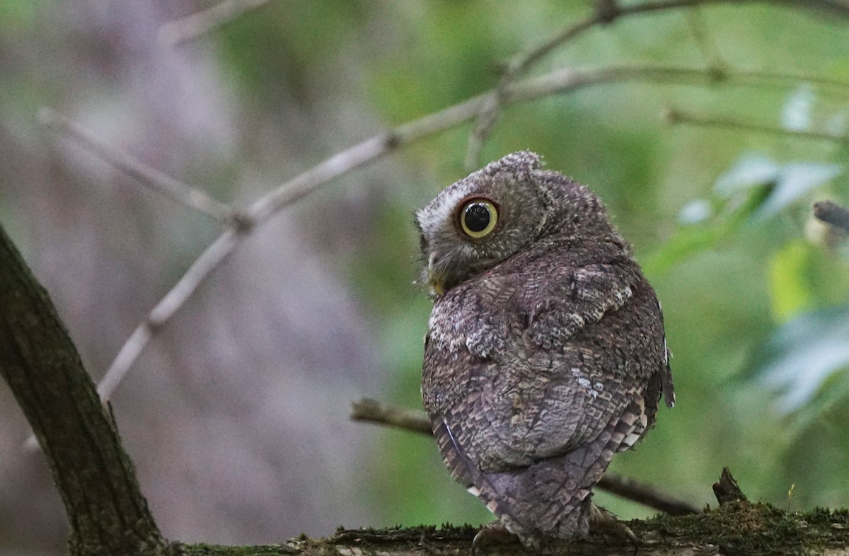 Eastern Screech-Owl - John Daniel