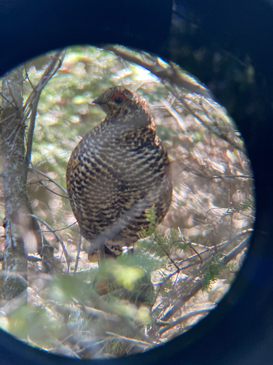 Spruce Grouse - ML247948971