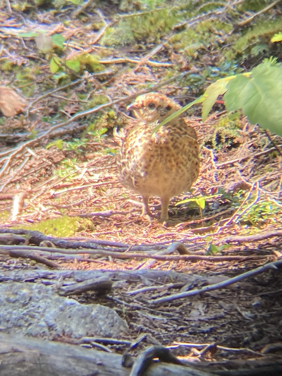 Spruce Grouse - ML247948981