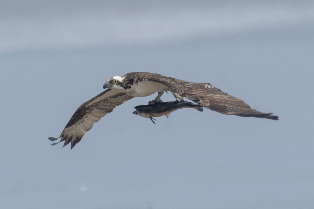 Águila Pescadora - ML247950841