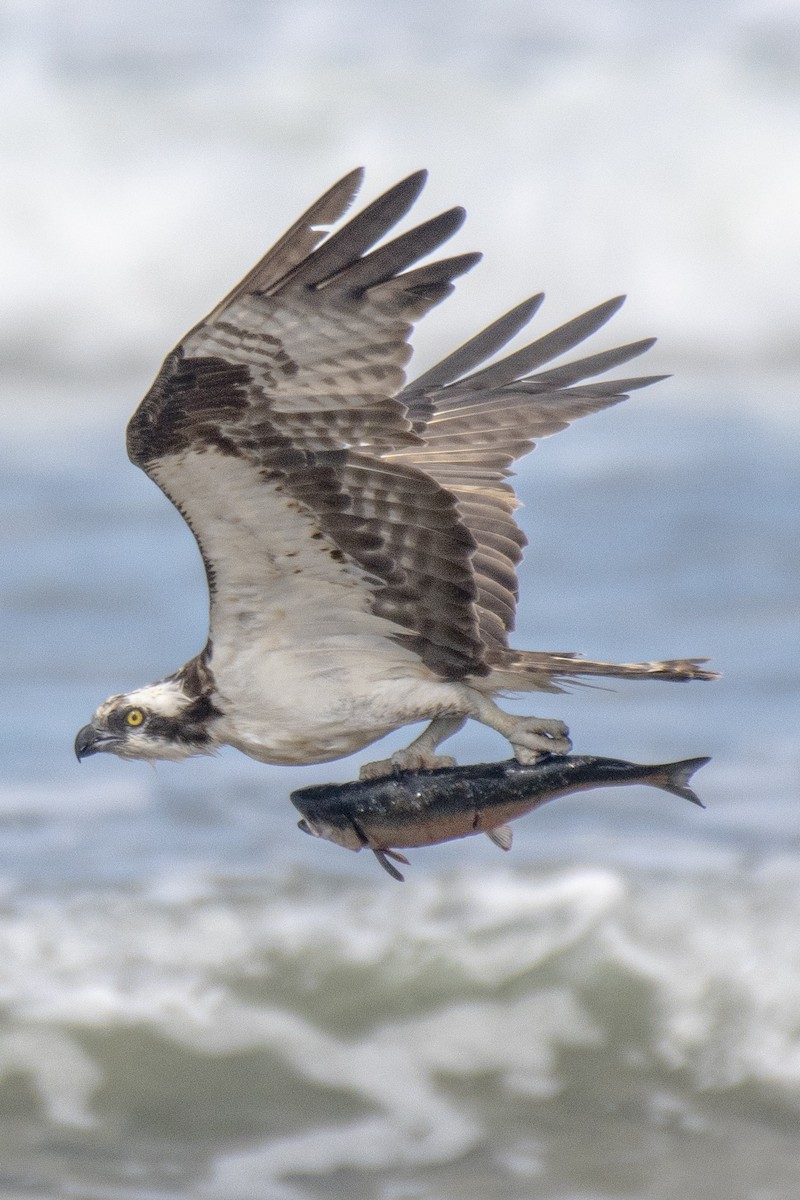 Águila Pescadora - ML247950861