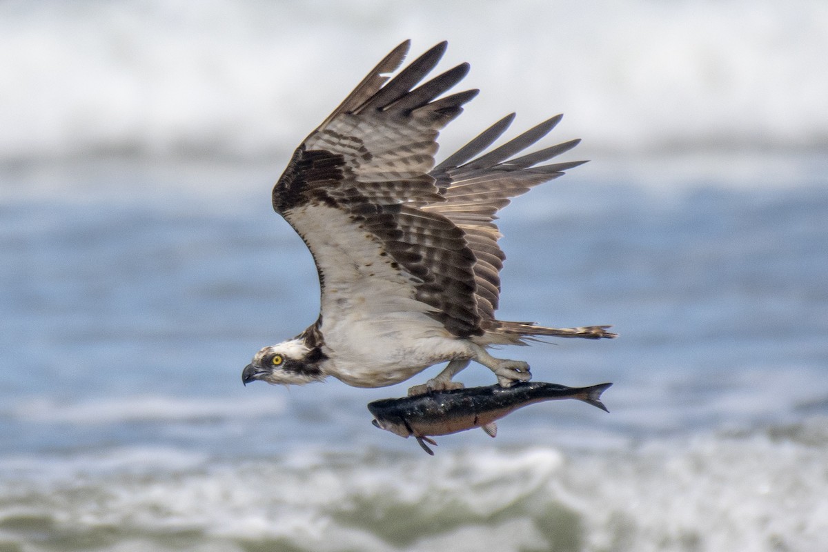 Águila Pescadora - ML247950901