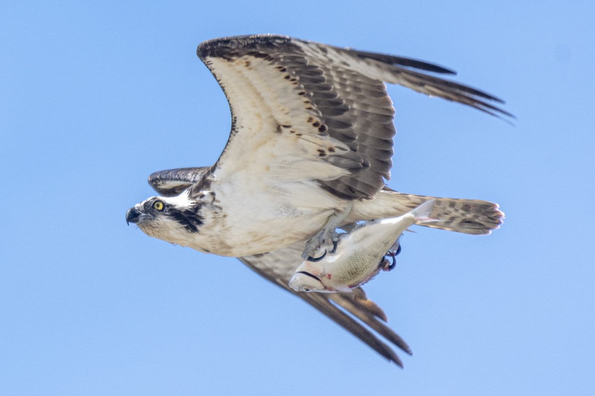 Águila Pescadora - ML247950921