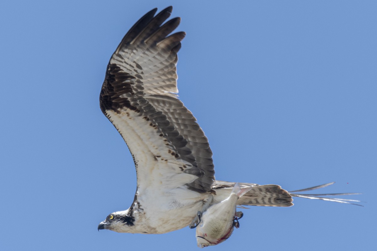 Águila Pescadora - ML247950931