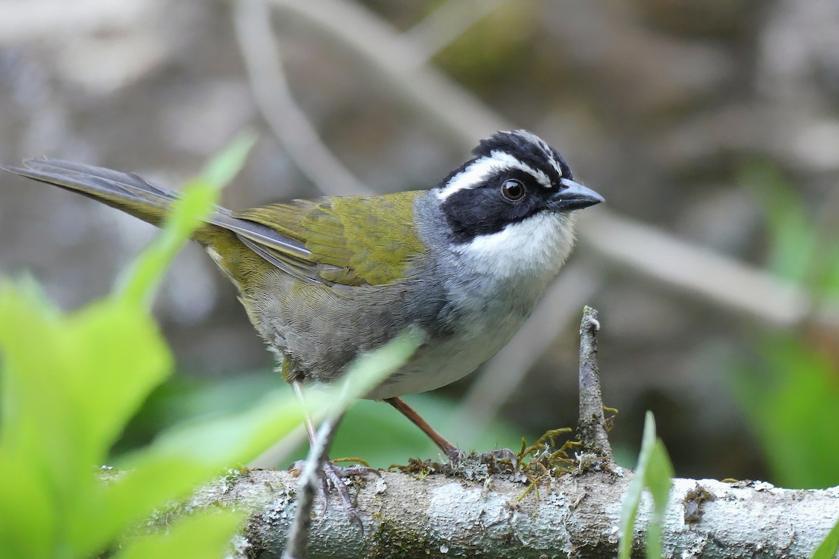 White-browed Brushfinch - ML247951531