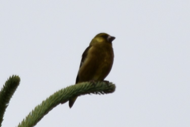 tanımsız Fringillidae sp. - ML247952131