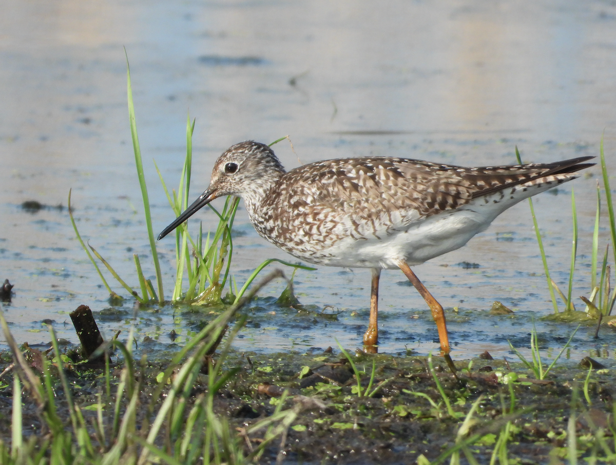 Lesser Yellowlegs - Manny Salas