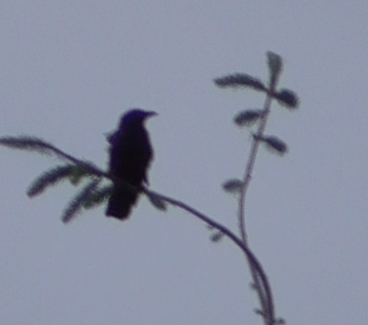 American Crow - ariel adereth