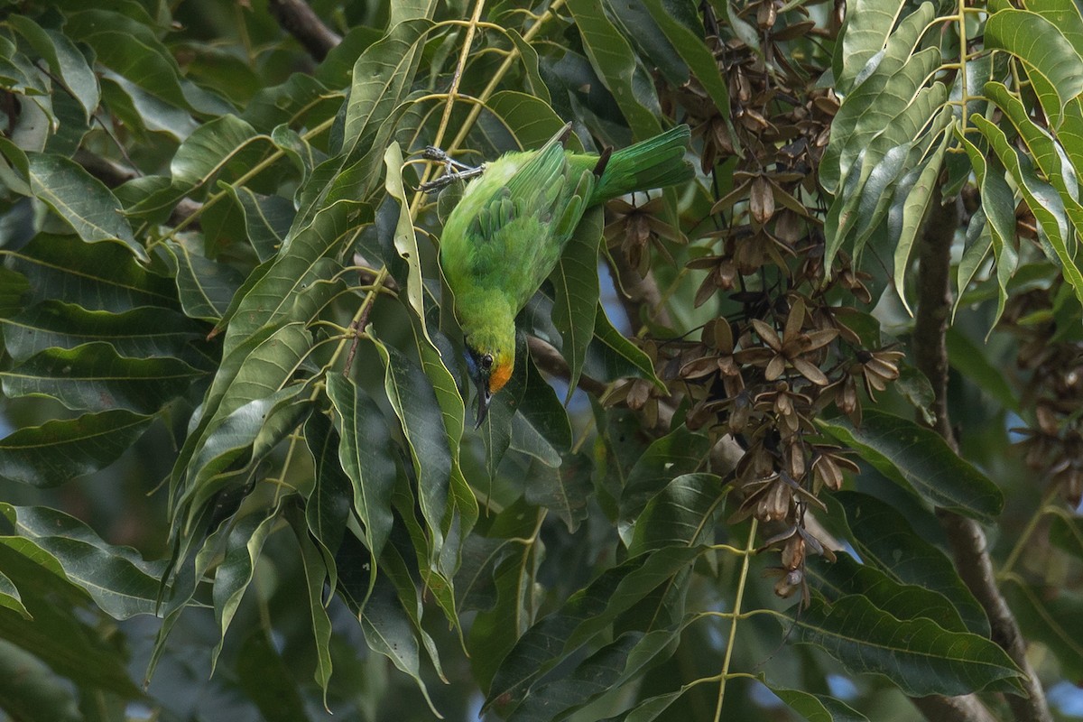 Golden-fronted Leafbird - ML247954031