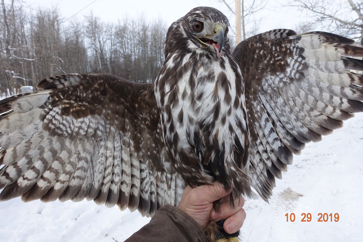 Red-tailed Hawk (Harlan's) - ML247954061