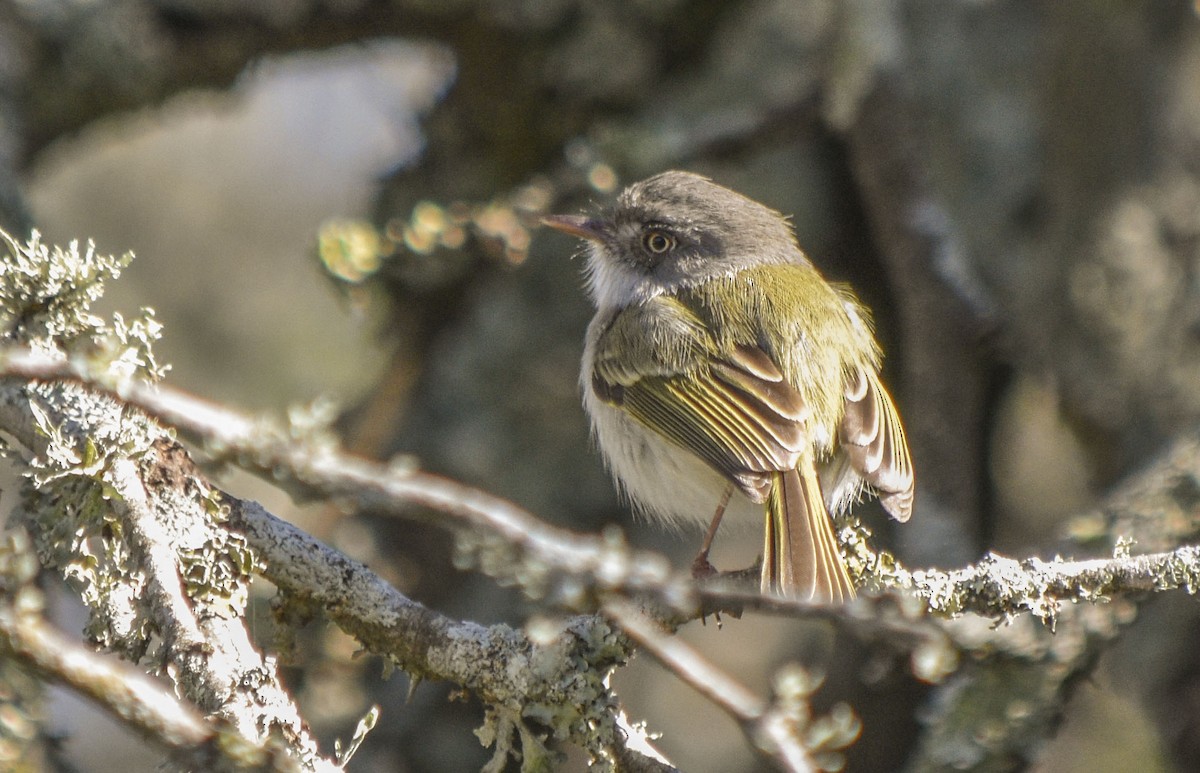 Pearly-vented Tody-Tyrant - ML247955181