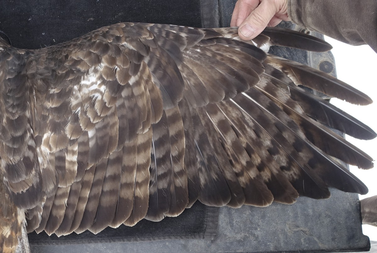 Red-tailed Hawk (Harlan's) - ML247955671