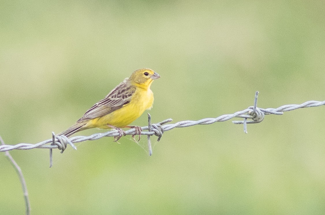 Grassland Yellow-Finch - ML24795571