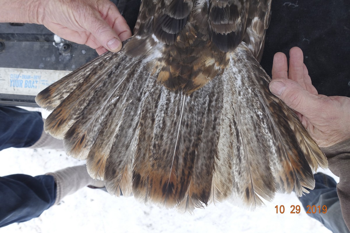 Red-tailed Hawk (Harlan's) - ML247955711