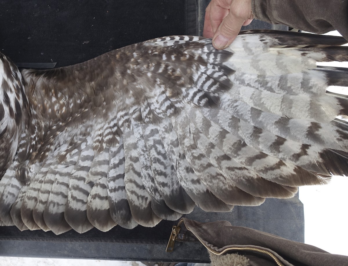 Red-tailed Hawk (Harlan's) - ML247955771