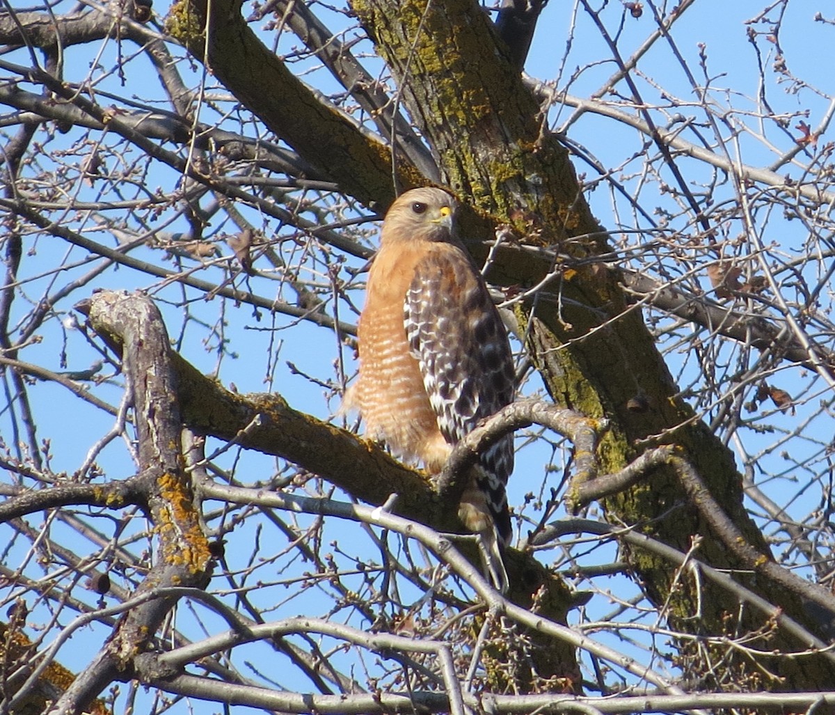 Red-shouldered Hawk (elegans) - Rick Saxton