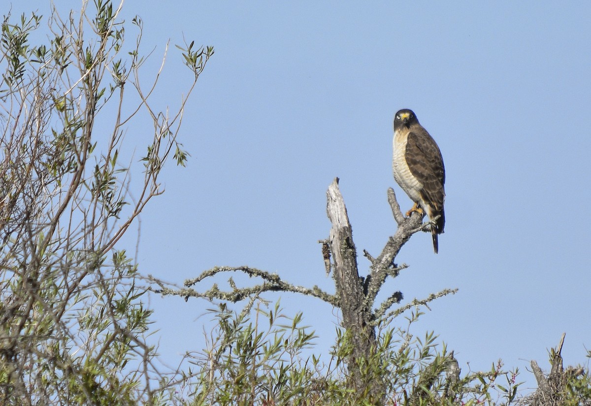 Roadside Hawk - ML247956681