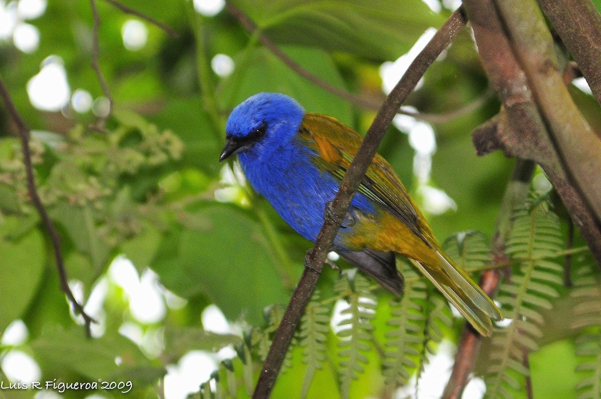 Blue-capped Tanager - Luis R Figueroa