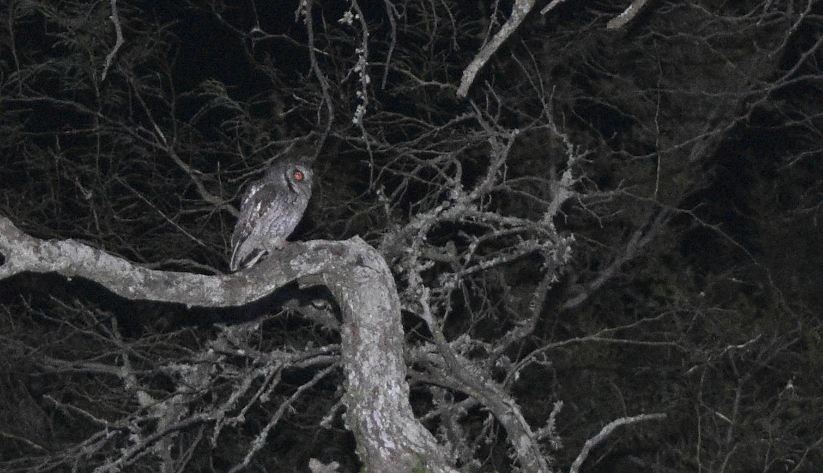 Tropical Screech-Owl - ML247957811