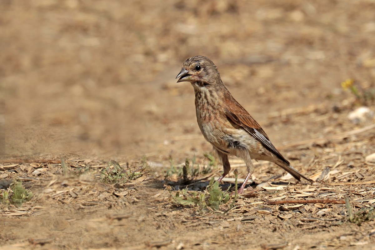 Eurasian Linnet - Francisco Barroqueiro