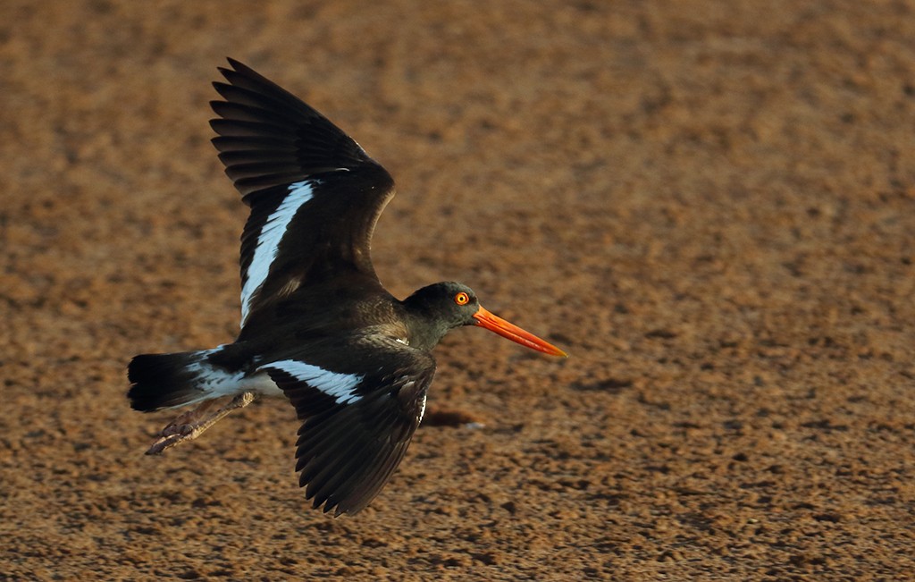 American Oystercatcher - manuel grosselet