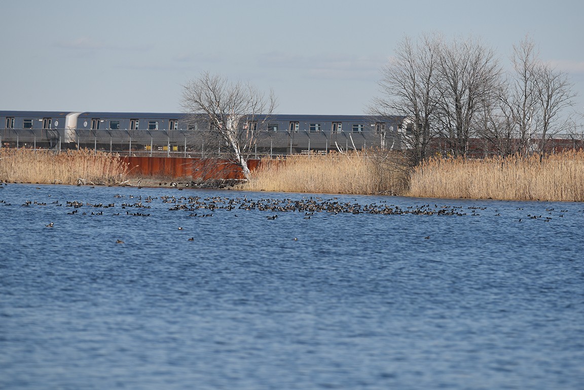 American Coot (Red-shielded) - ML24795851