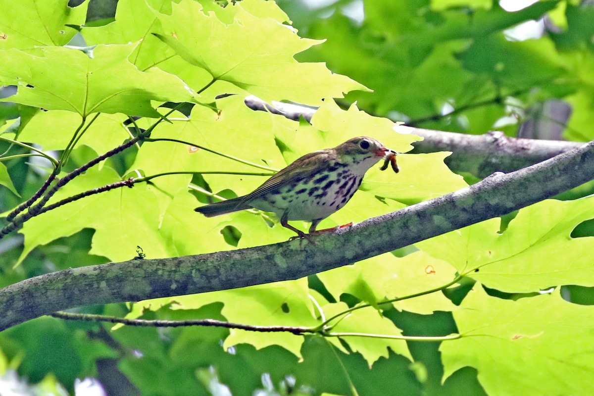 Ovenbird - ML247961071