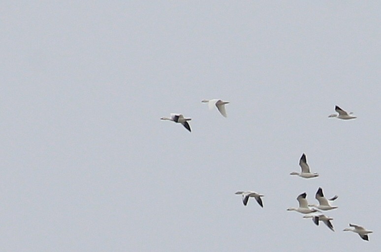 Snow Goose - ML24796111
