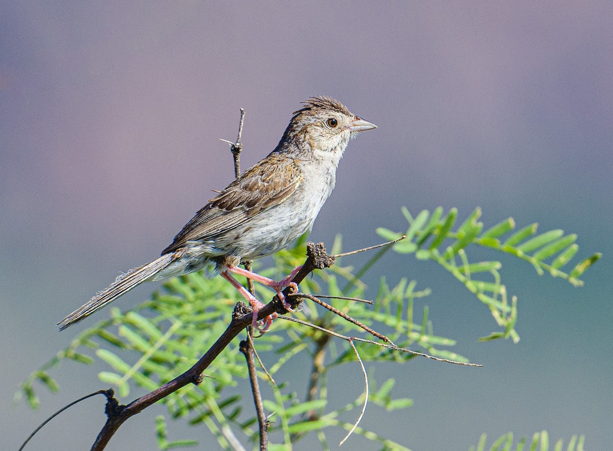 Cassin's Sparrow - ML247961781