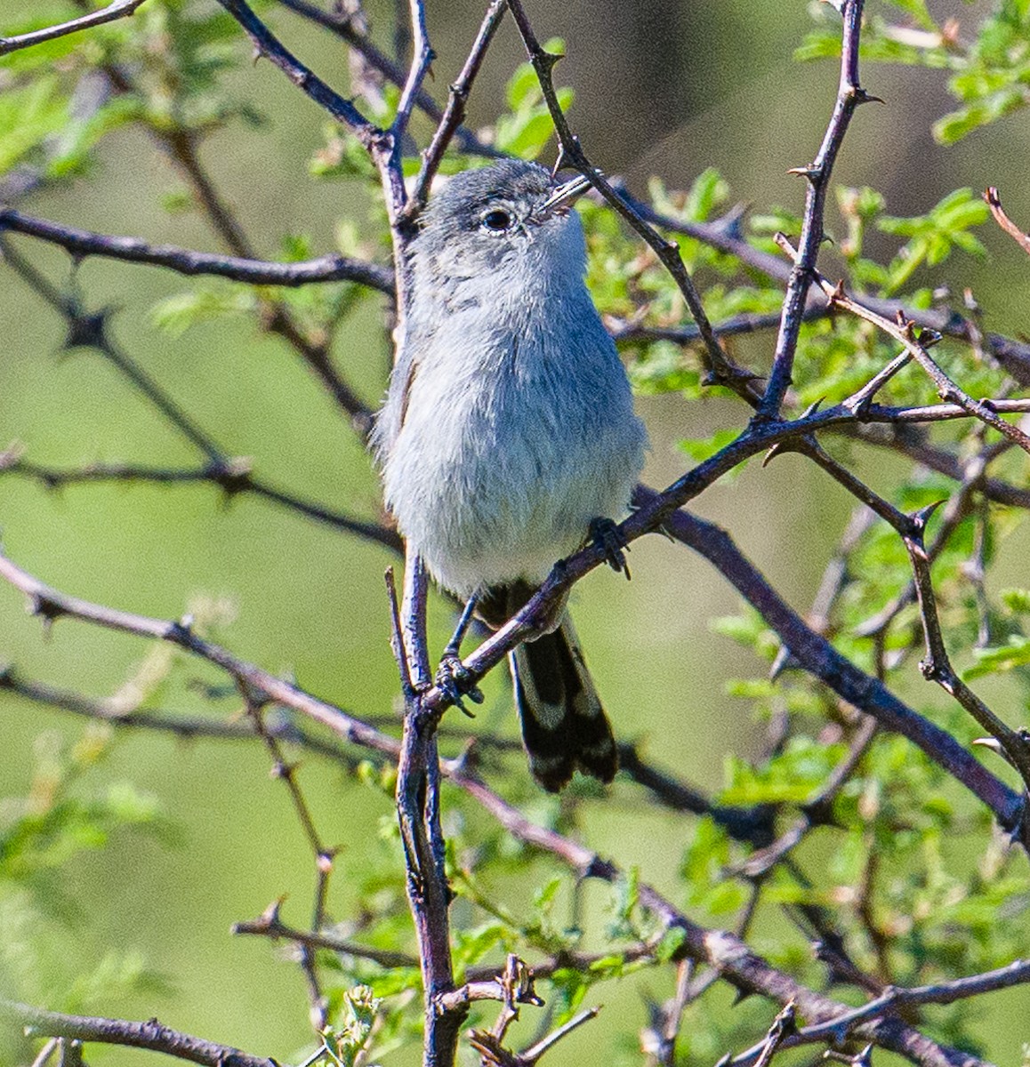 Black-tailed Gnatcatcher - Cecilia Riley