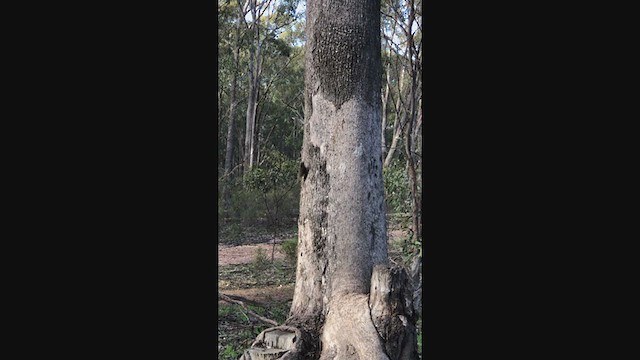 White-throated Treecreeper (White-throated) - ML247962561