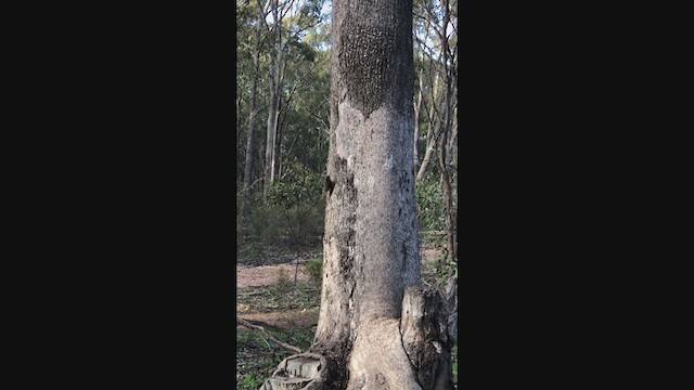 Королаз плямистобокий [група leucophaea] - ML247962561