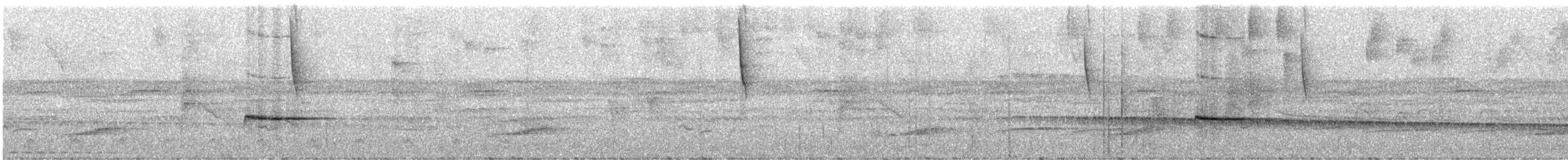 Colibri oreillard - ML247963