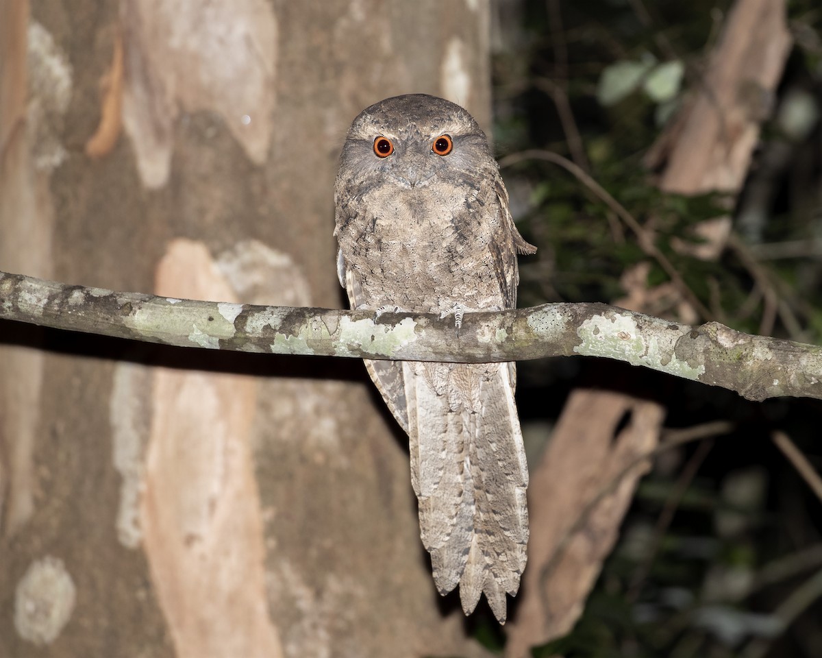 Marbled Frogmouth - ML247964411
