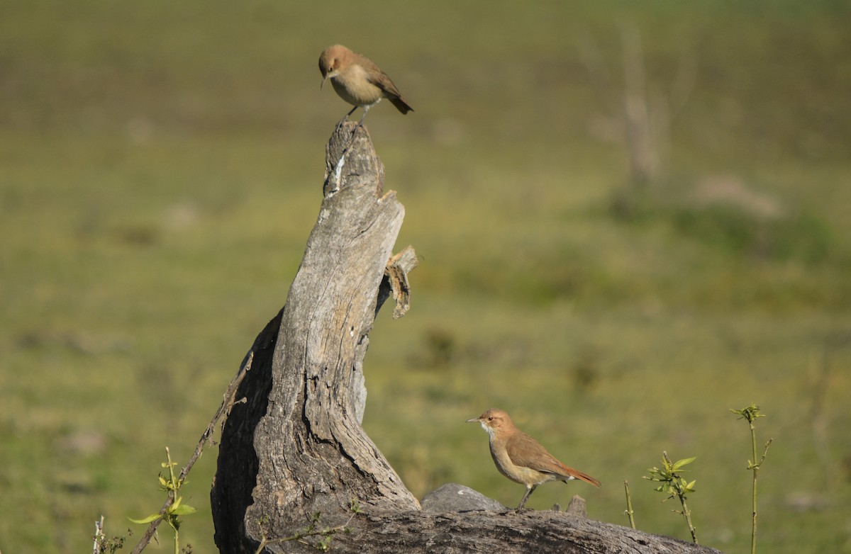 Rufous Hornero - federico nagel