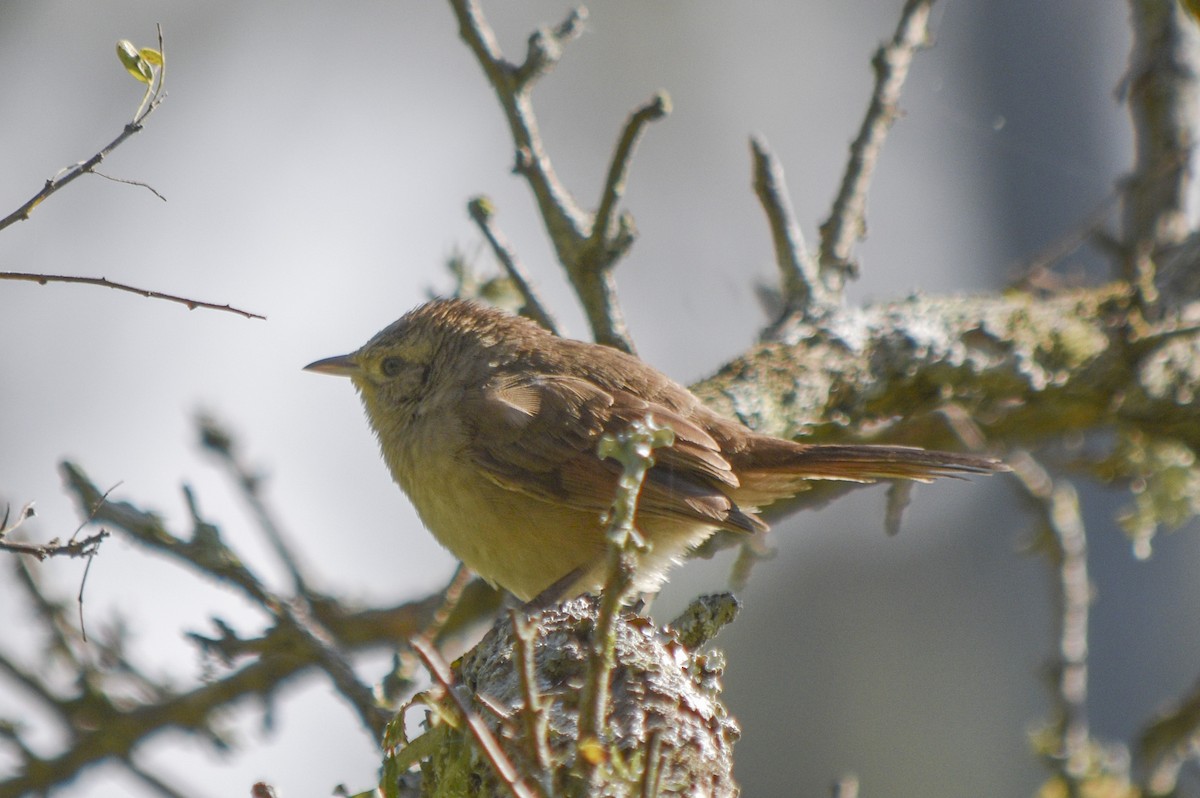 Little Thornbird - federico nagel