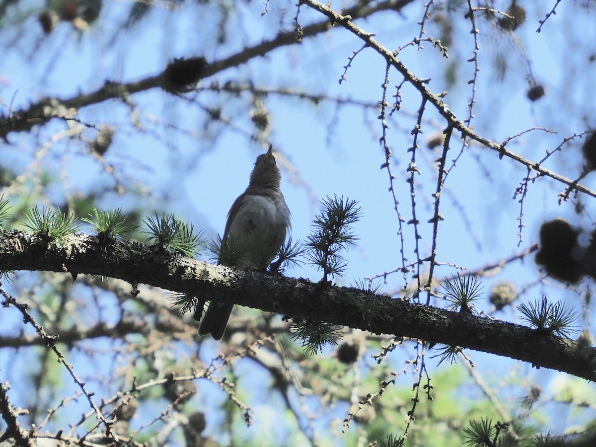 Veery - ML247967031