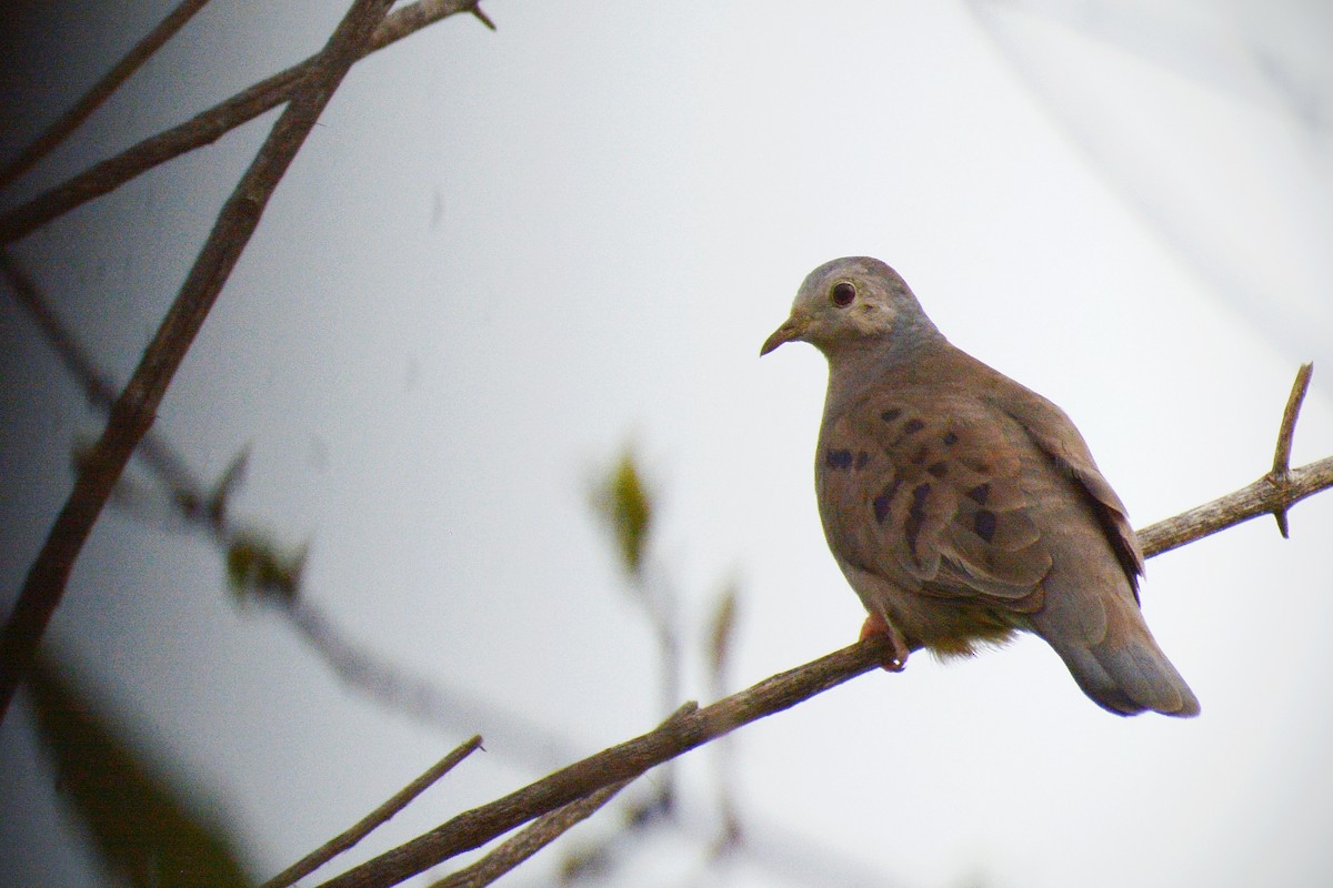 Plain-breasted Ground Dove - ML247969621