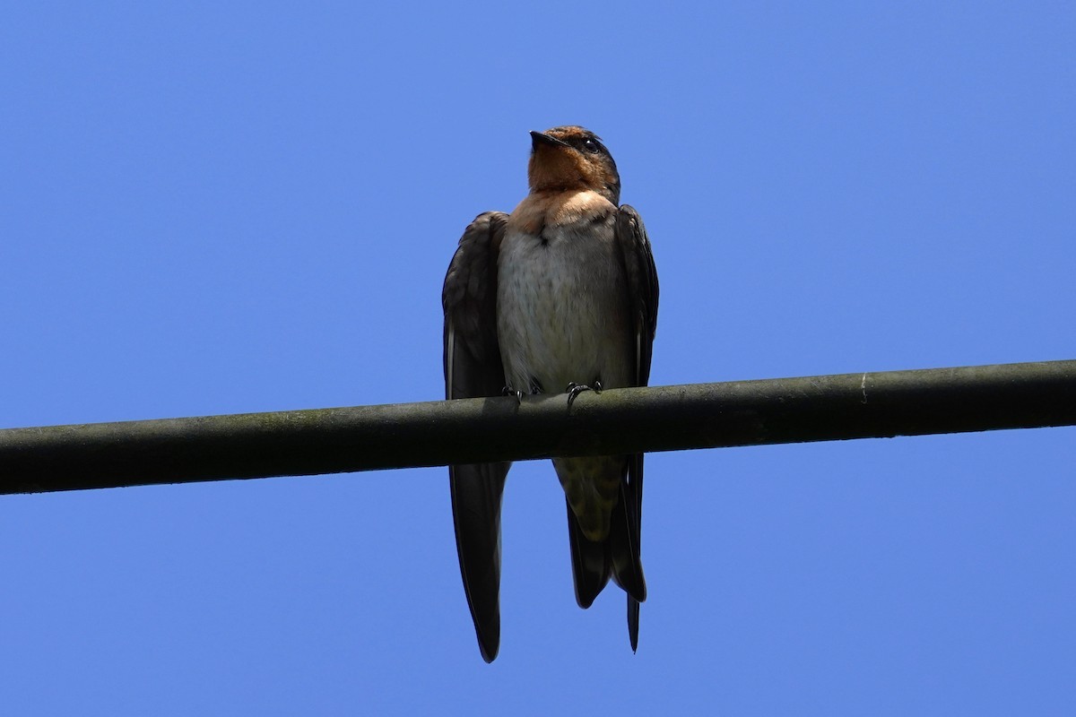 Pacific Swallow - ML247970791