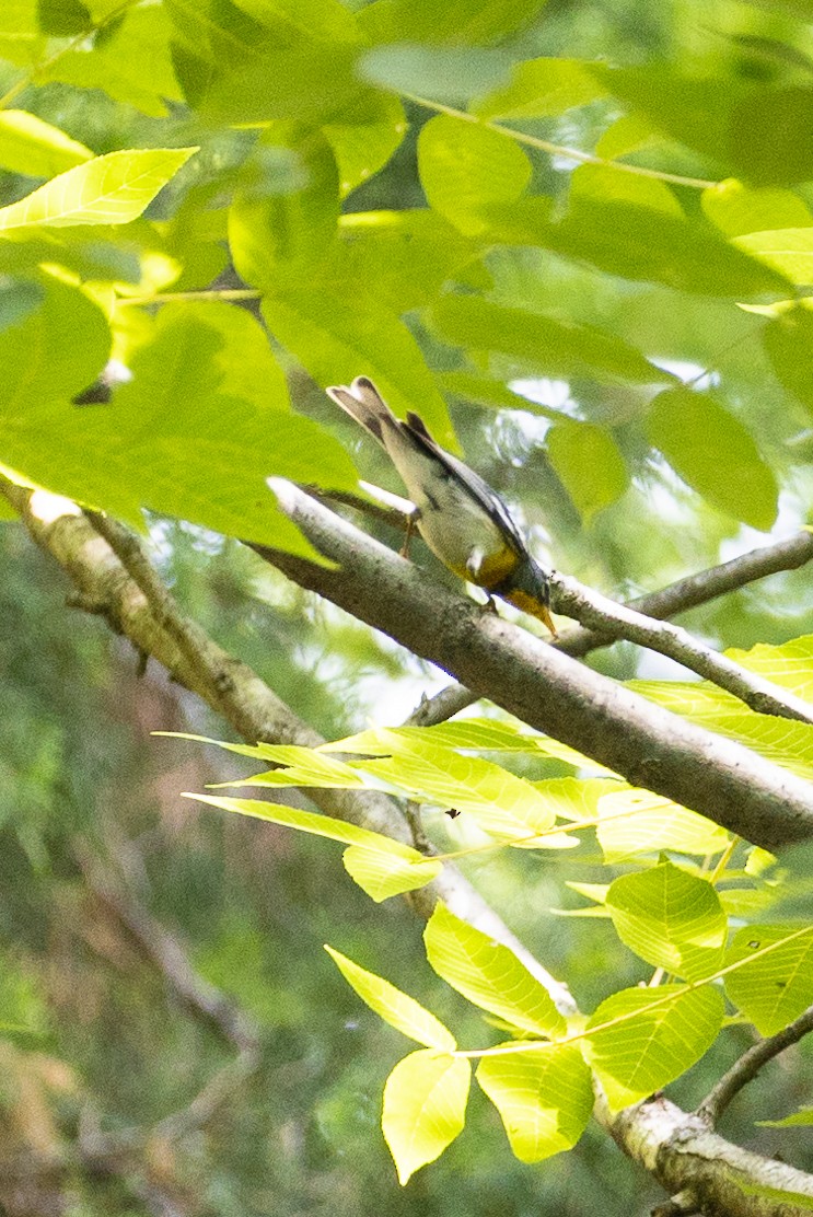 Northern Parula - ML247971571