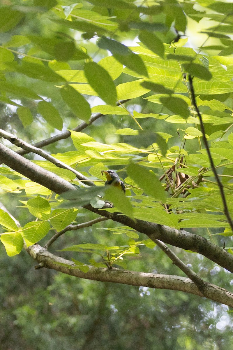 Northern Parula - ML247971581